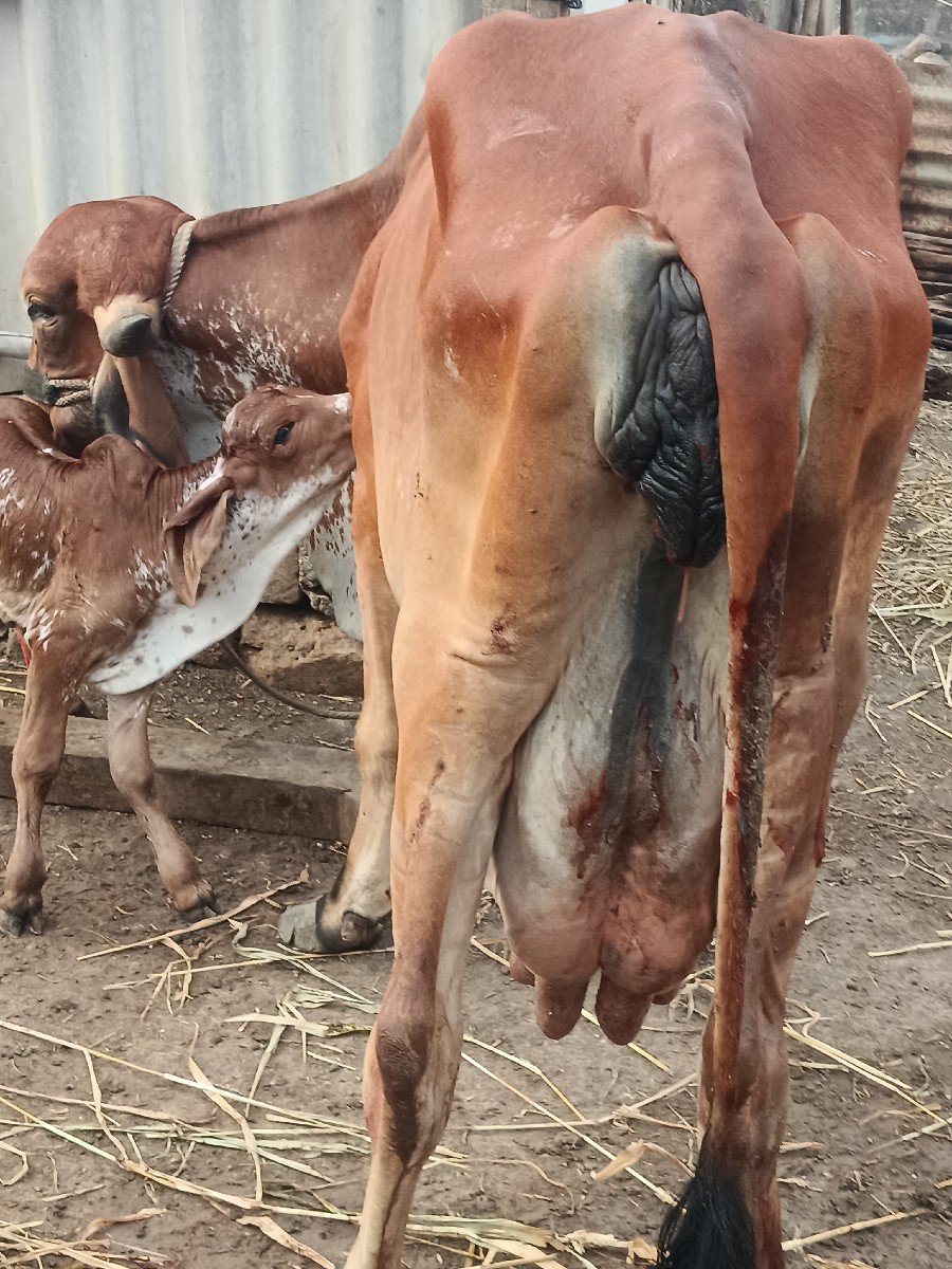 ગીર ગાય વેચવાની
