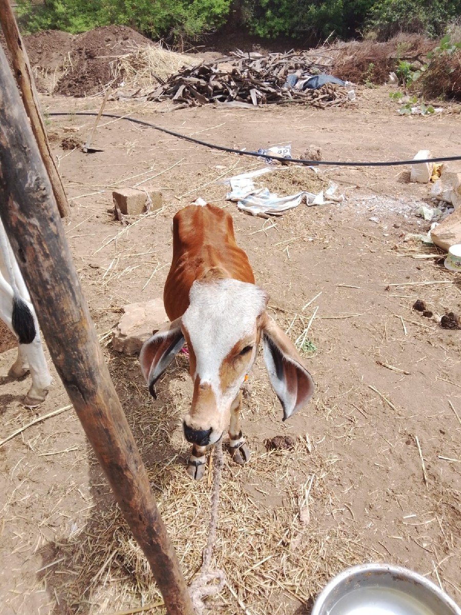 ગાય વેચવાની છે