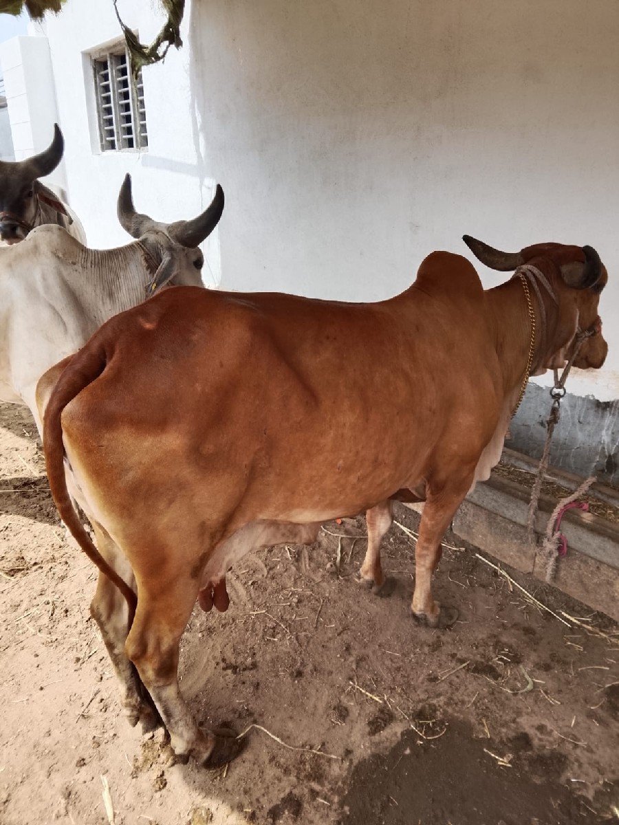 ગાય વેચવાની છે
