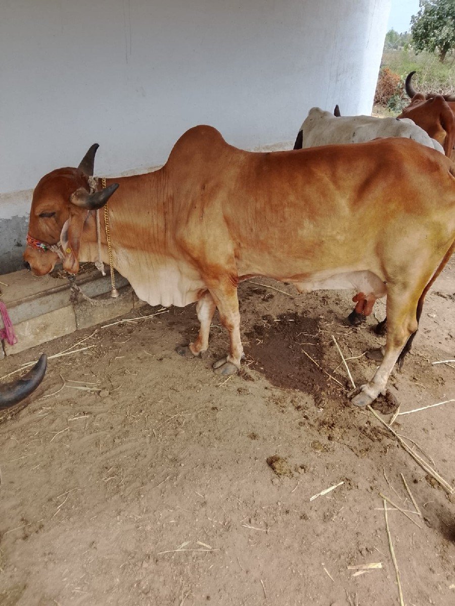 ગાય વેચવાની છે
