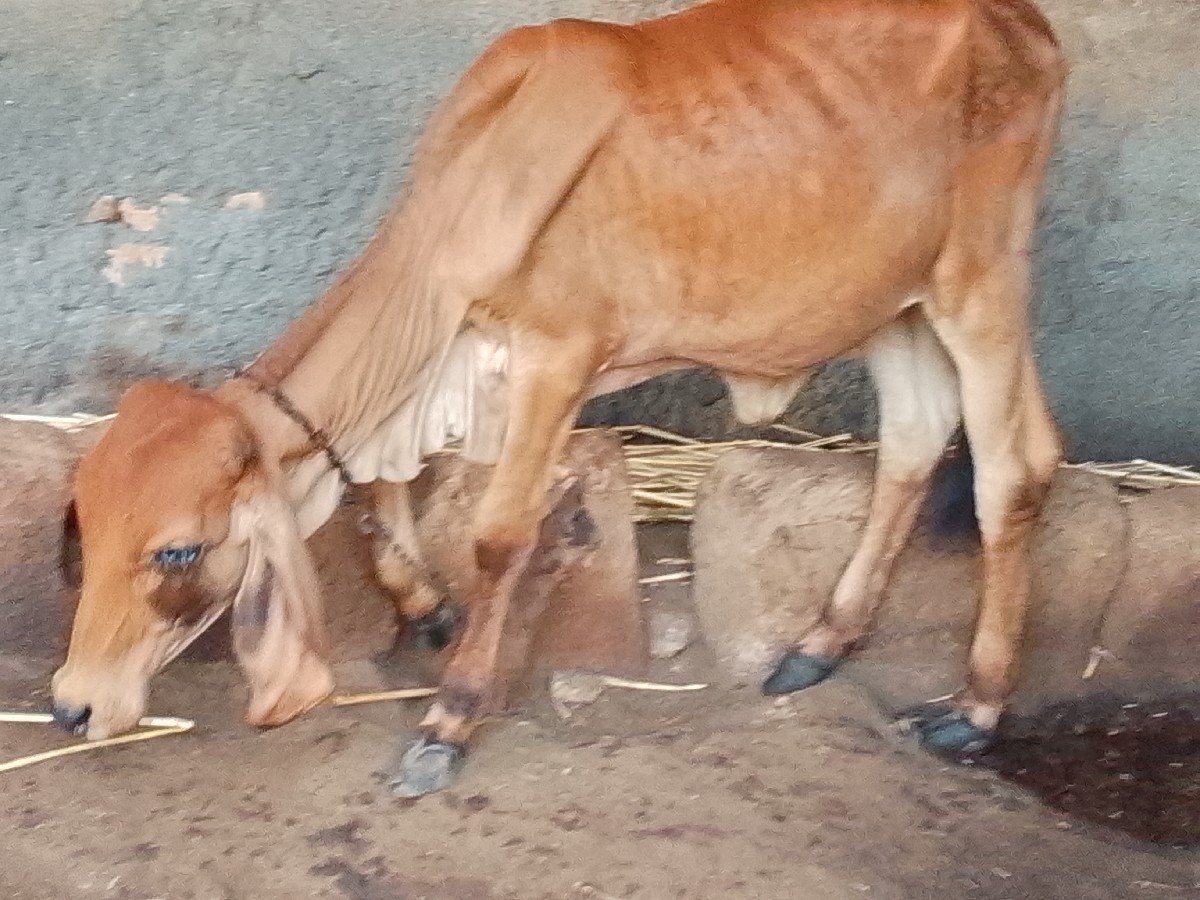 વાછડી વેચવાની છે