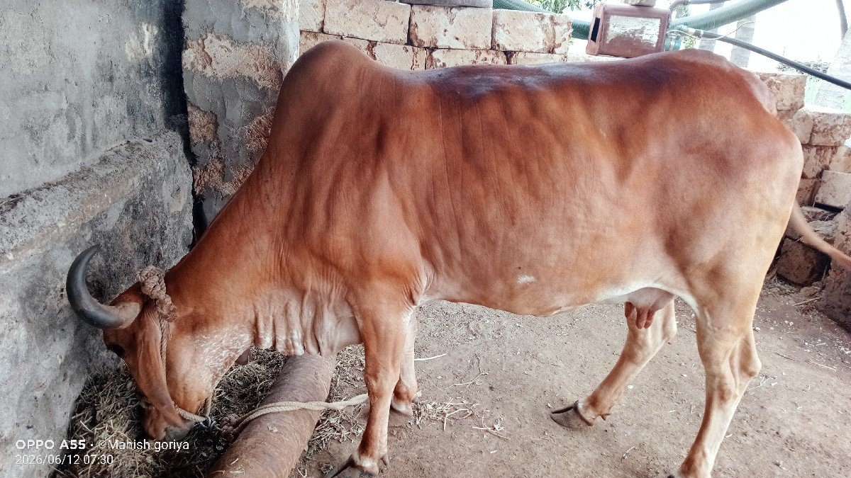 ગાય વેચવાની છે