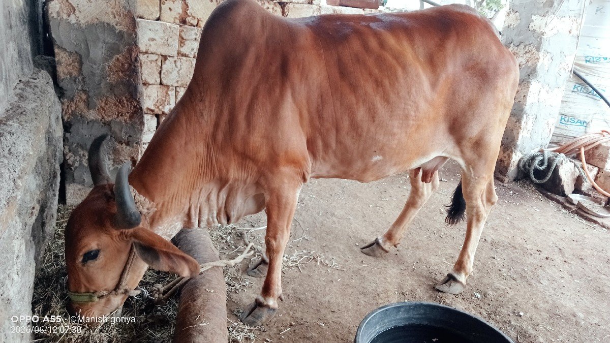 ગાય વેચવાની છે