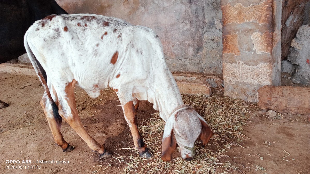 ગાય વેચવાની છે