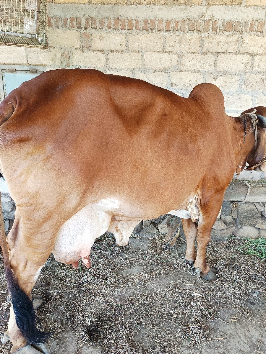 ગાય વેચવાની છે
