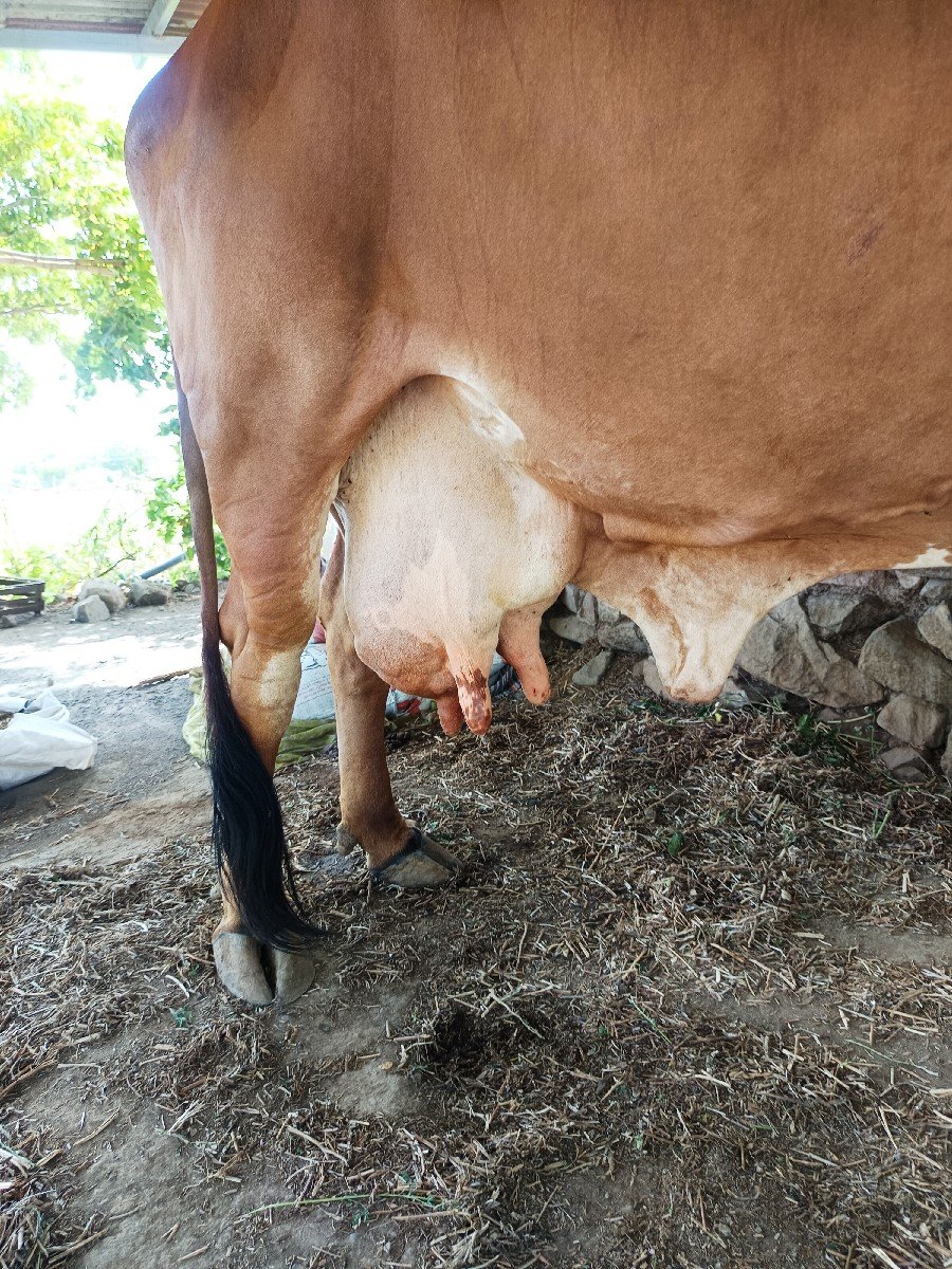 ગાય વેચવાની છે