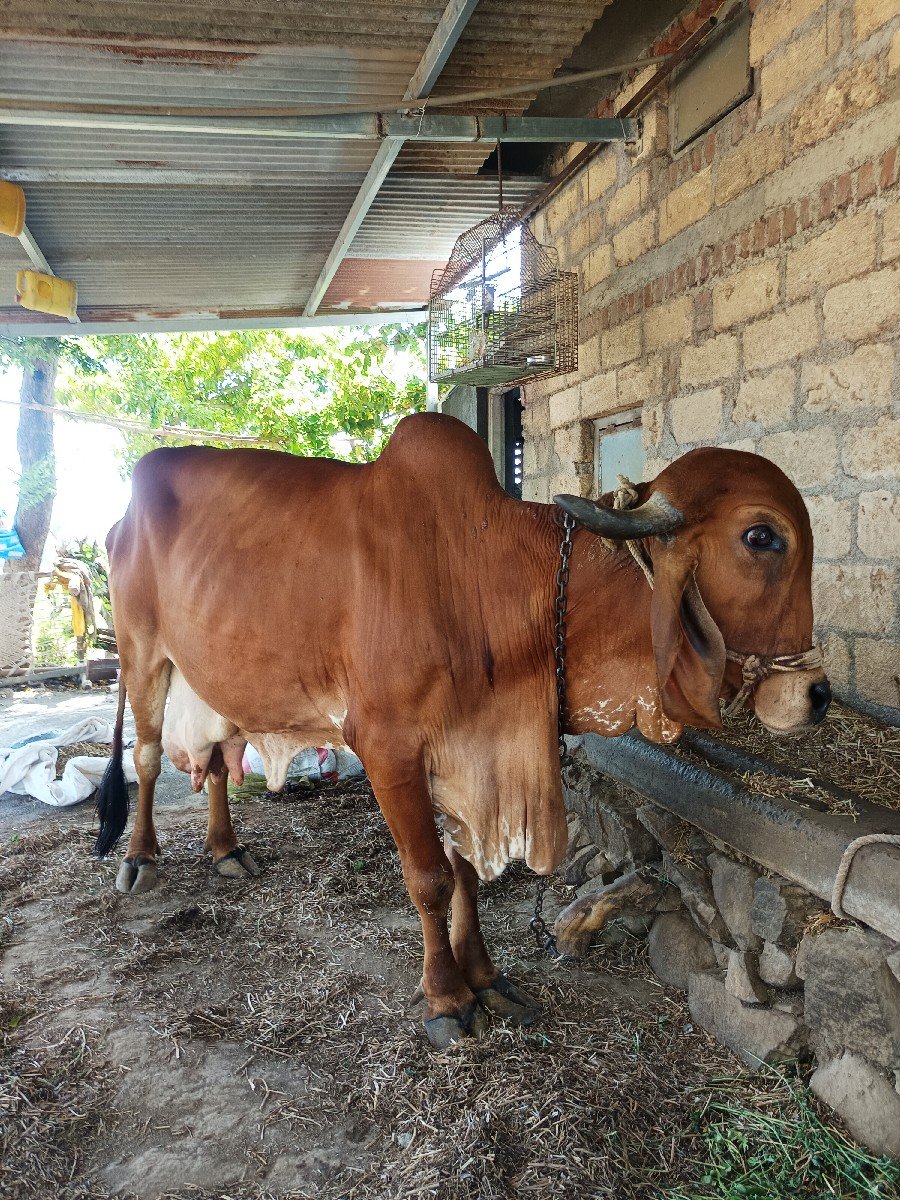 ગાય વેચવાની છે