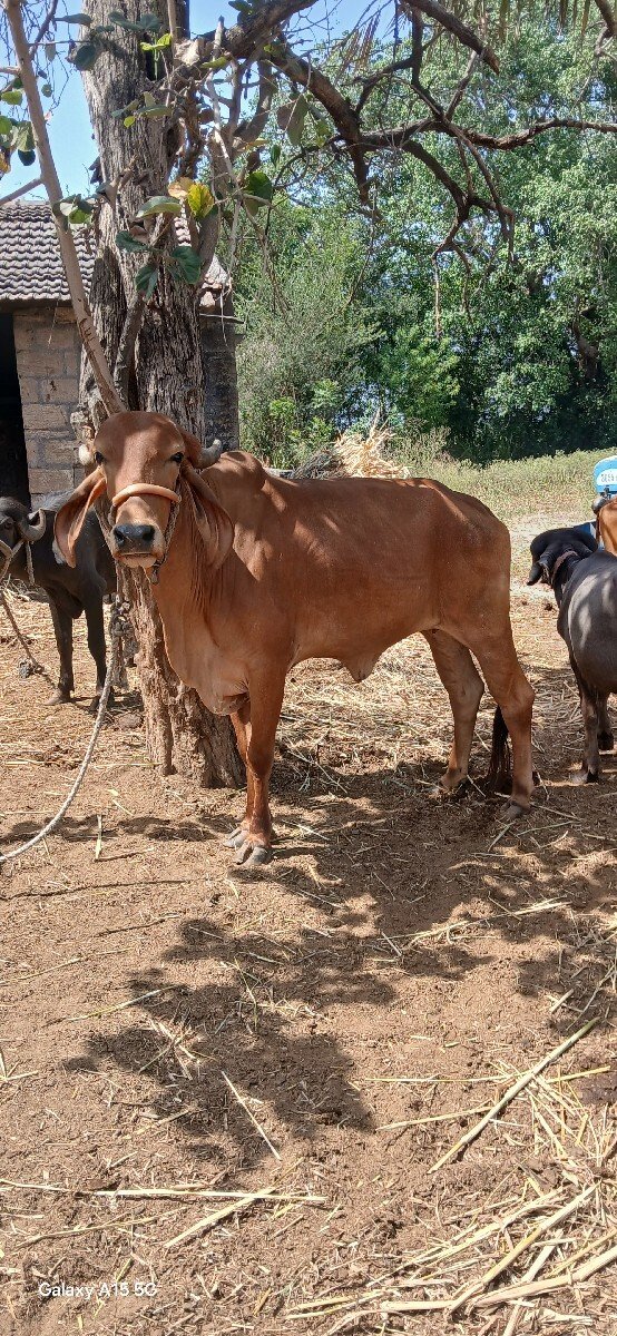 હોળકી વેચવાની છે