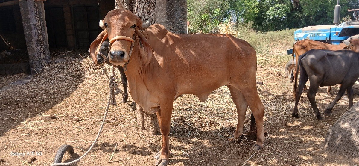 હોળકી વેચવાની છે