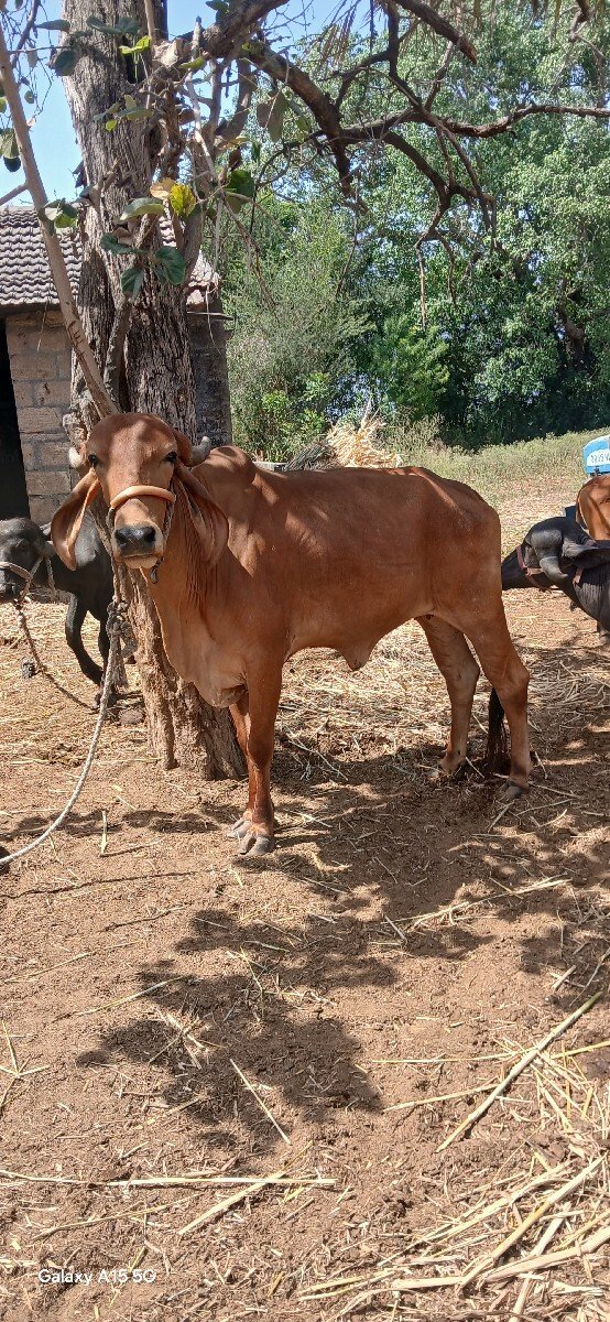 હોળકી વેચવાની છે