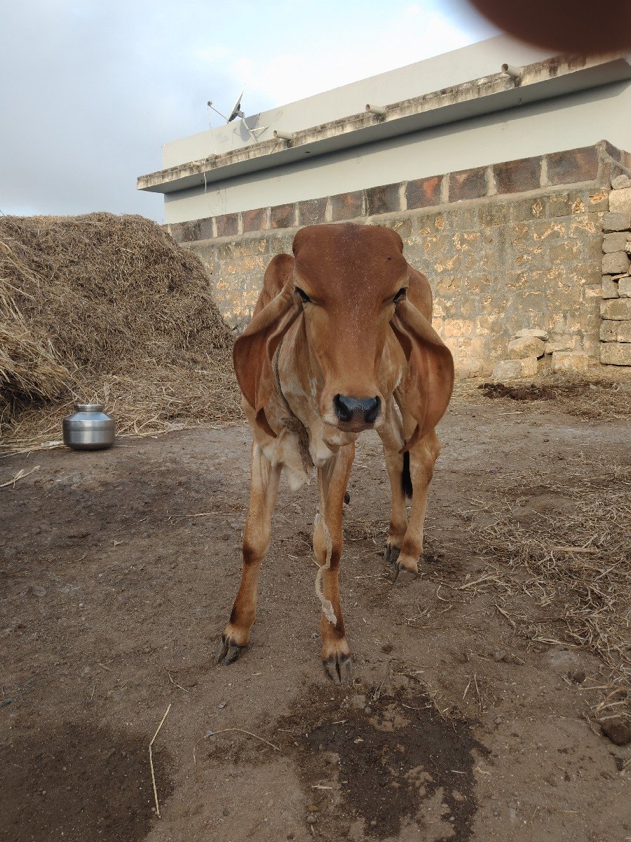 ગીર વાછડી વેચવાની છે