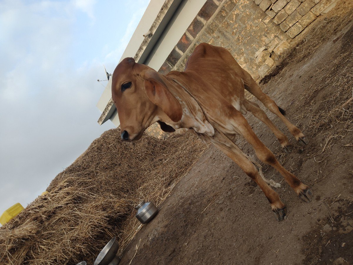 ગીર વાછડી વેચવાની છે