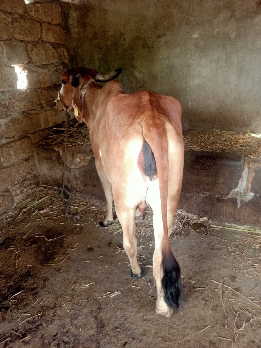 ગાય વેચવાની છે