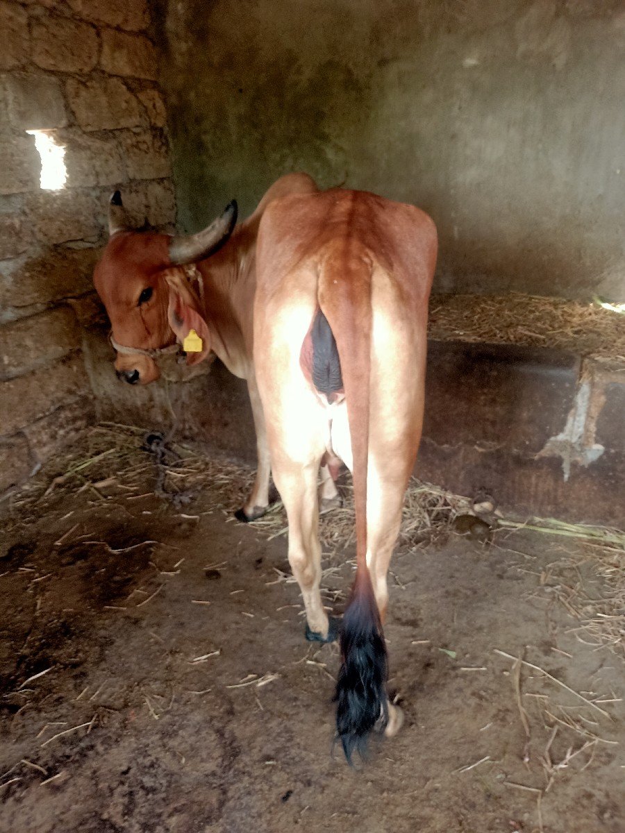 ગાય વેચવાની છે