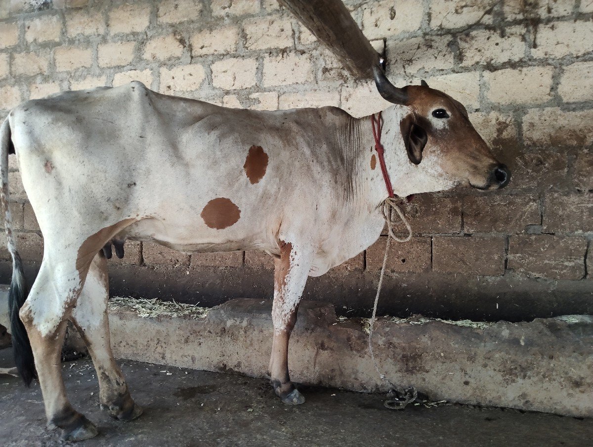 ક્રોસ ગાય વેચવાની છે