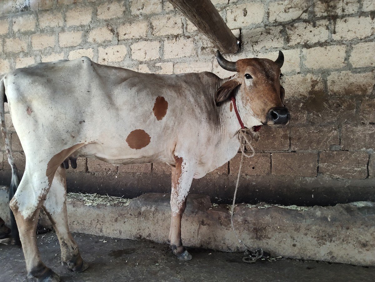 ક્રોસ ગાય વેચવાની છે