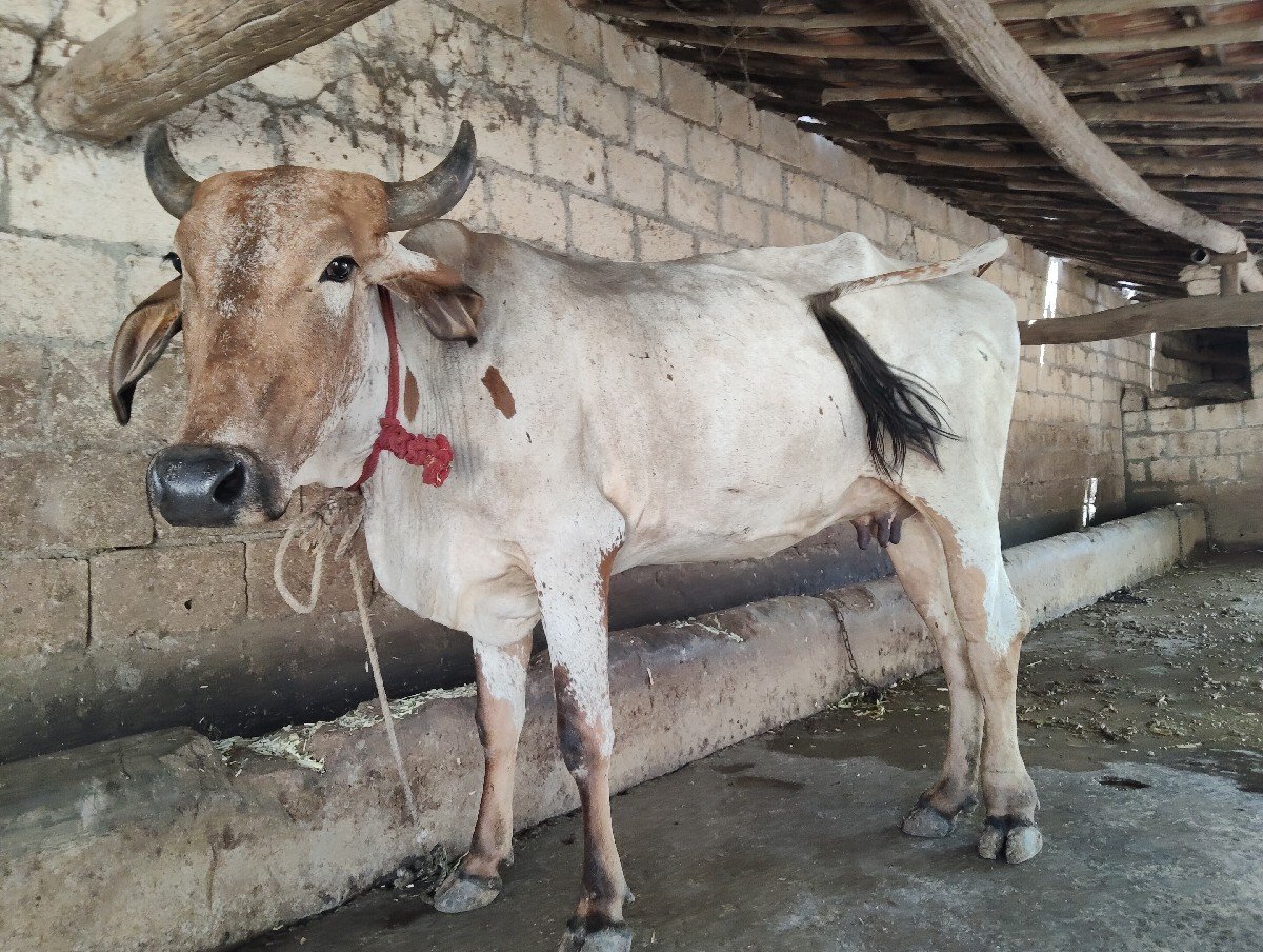 ક્રોસ ગાય વેચવાની છે