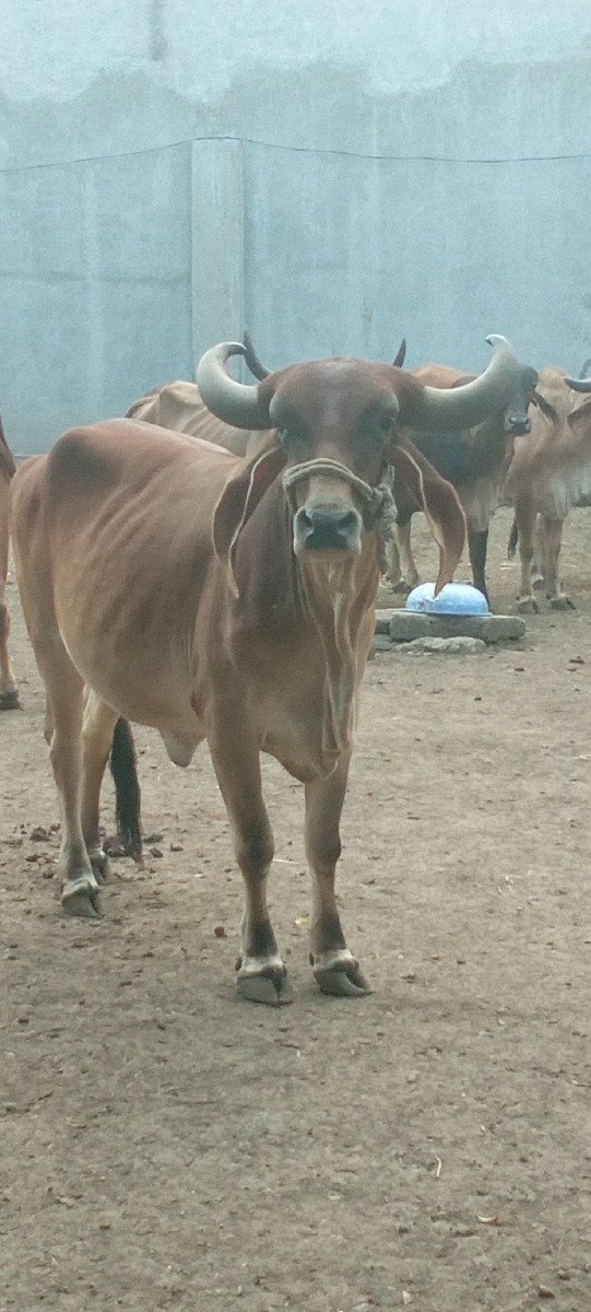 ગાય વેચવાની છે