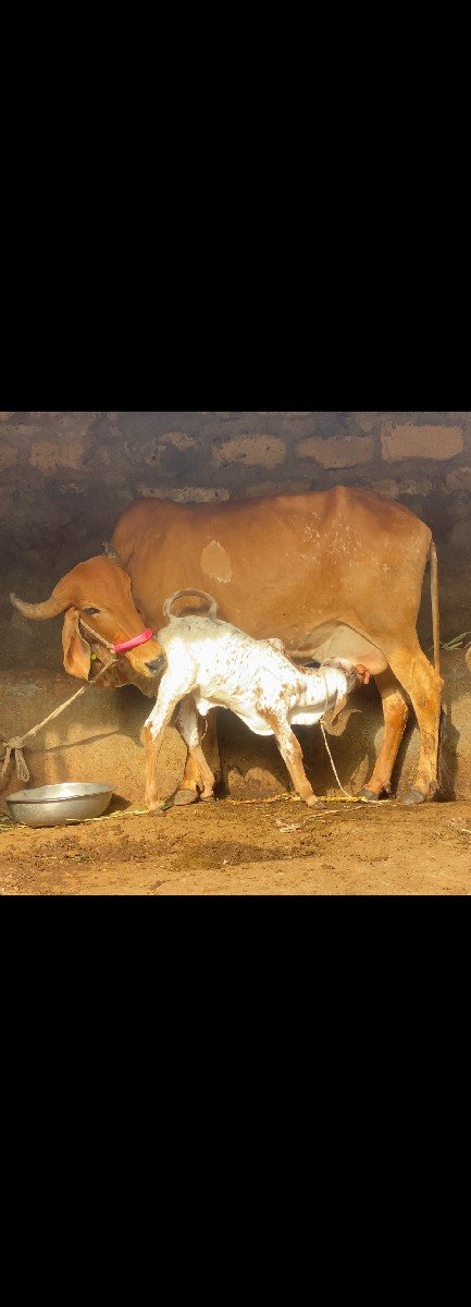 ગાય વેચવાની છે