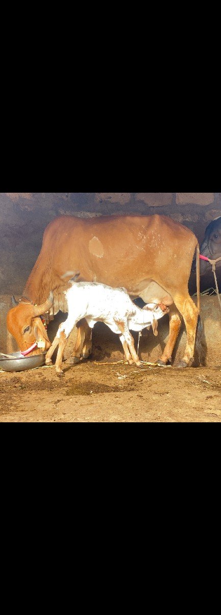 ગાય વેચવાની છે