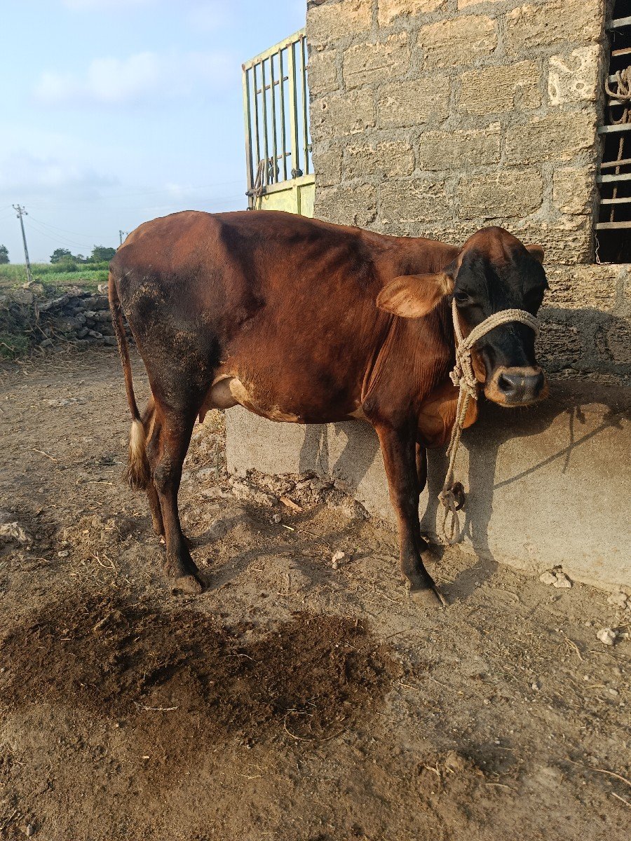 જર્સી ઓડકી