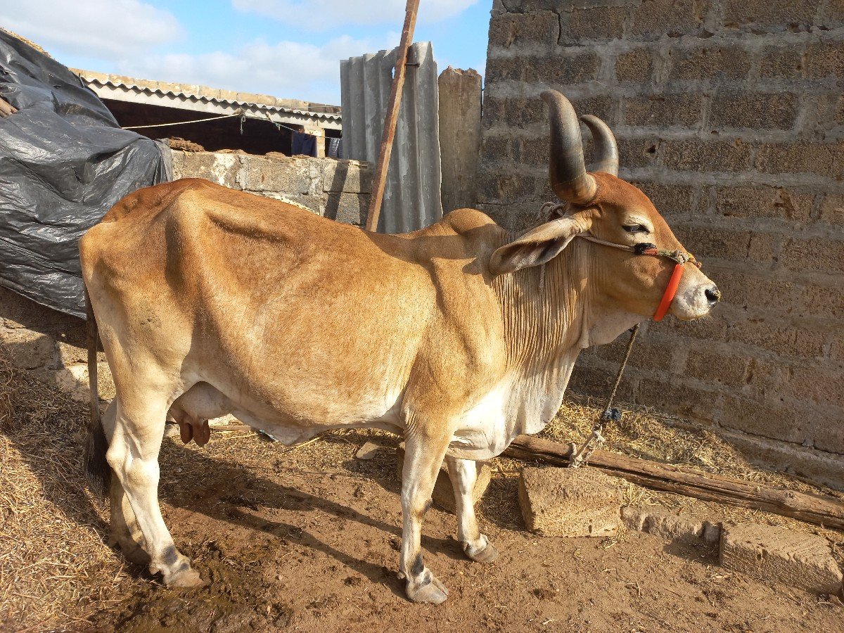 ગાય વેચવાની છે