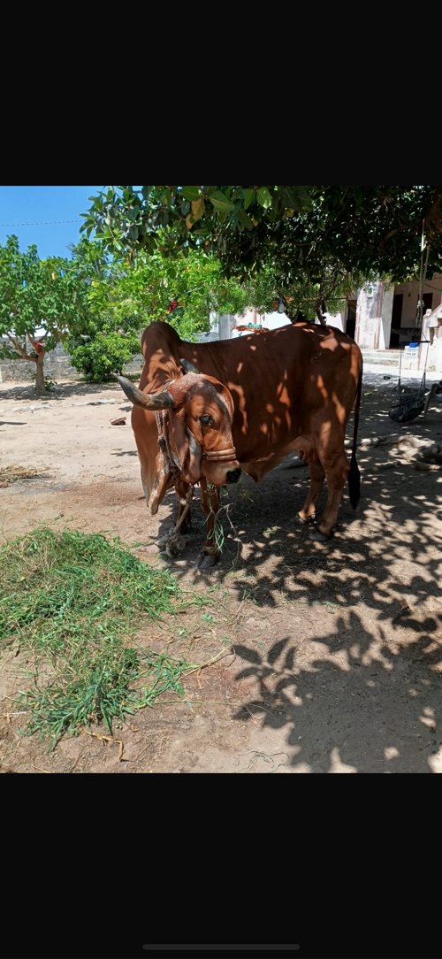 ગાય વેચવાની છે