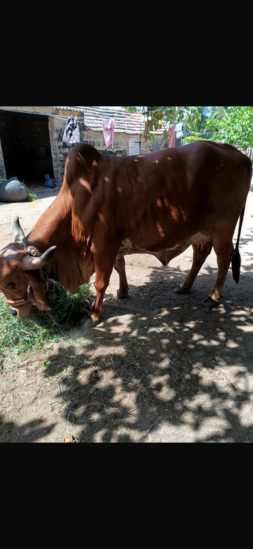 ગાય વેચવાની છે