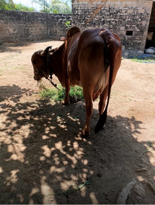ગાય વેચવાની છે
