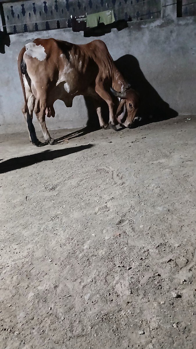 ગાય વેચવાની છે