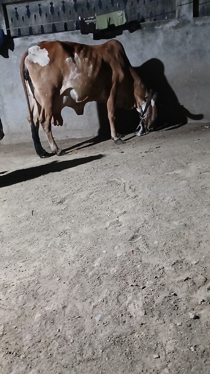 ગાય વેચવાની છે
