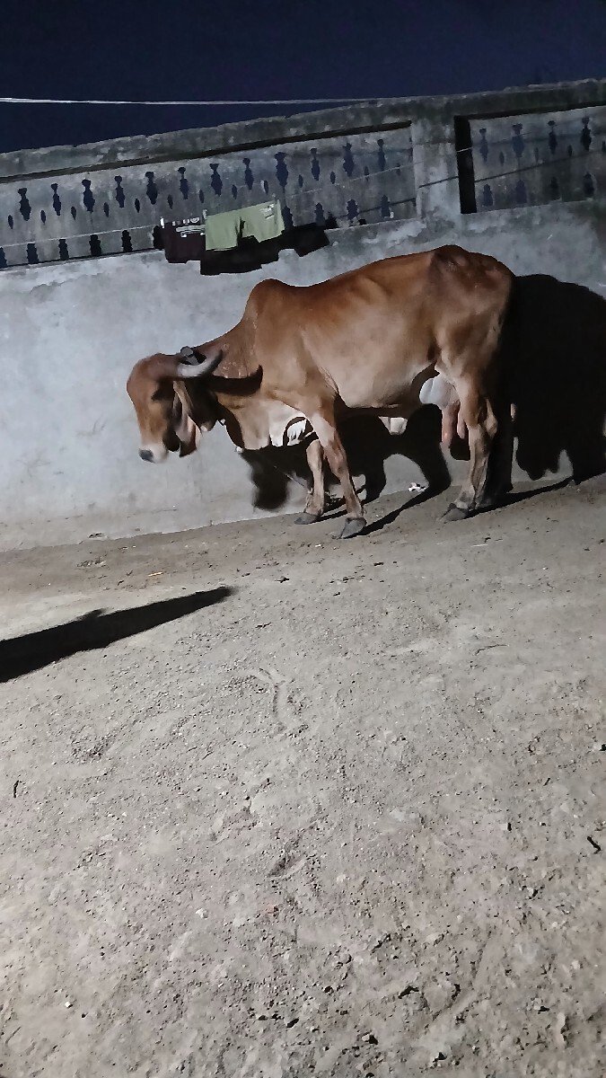 ગાય વેચવાની છે