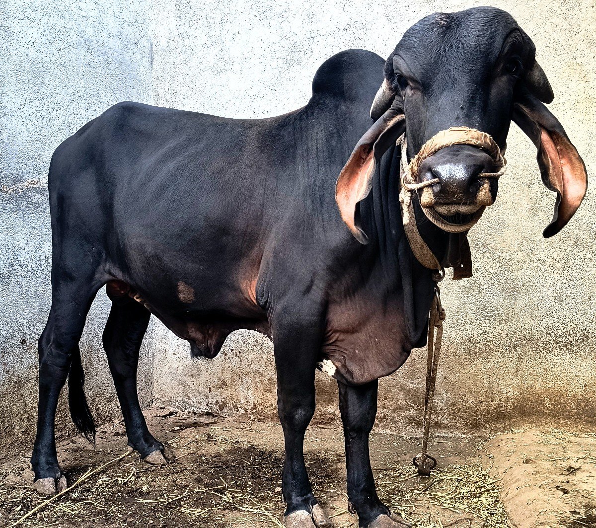 ગીર ખુંટ