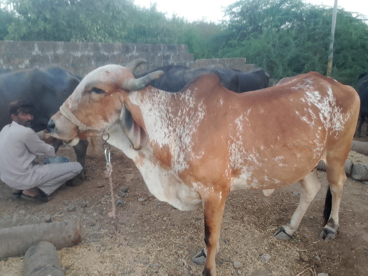 ગાય વેચવાની છે