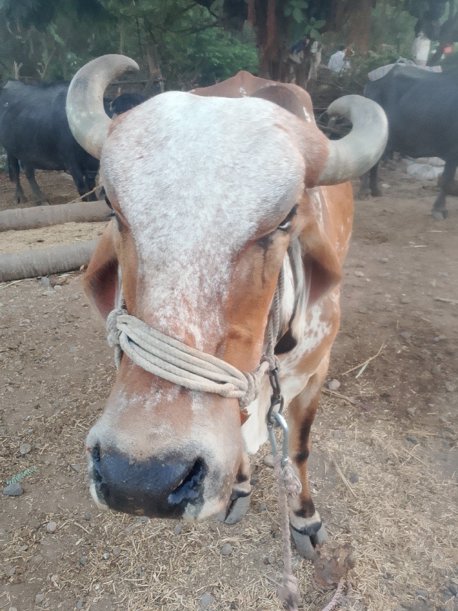ગાય વેચવાની છે