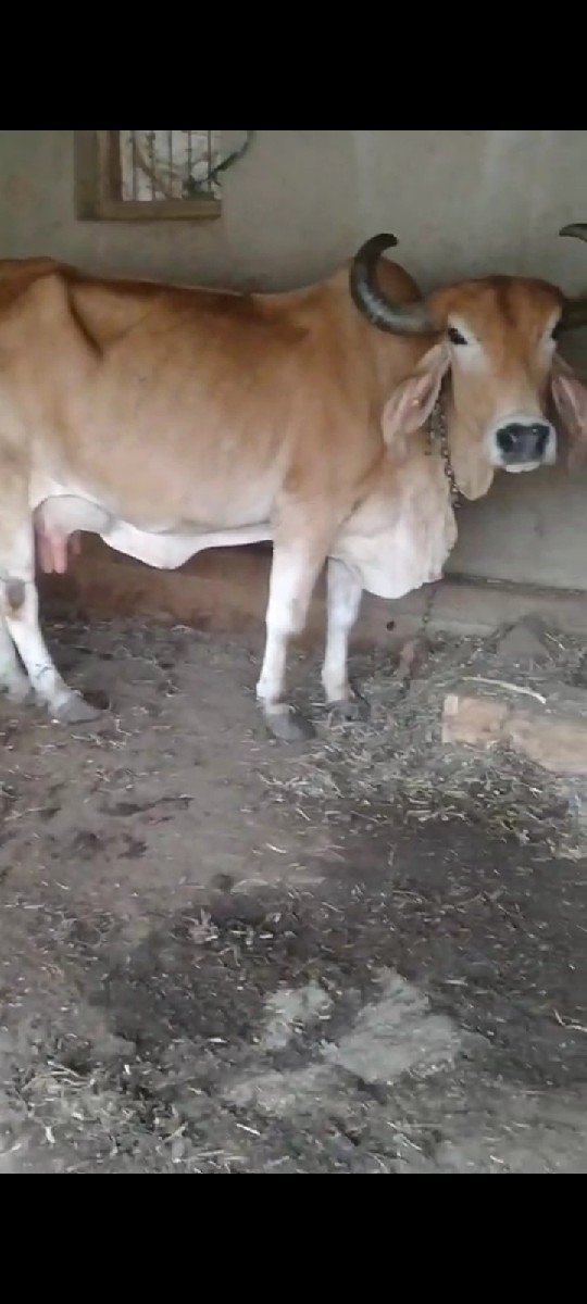 ગાય