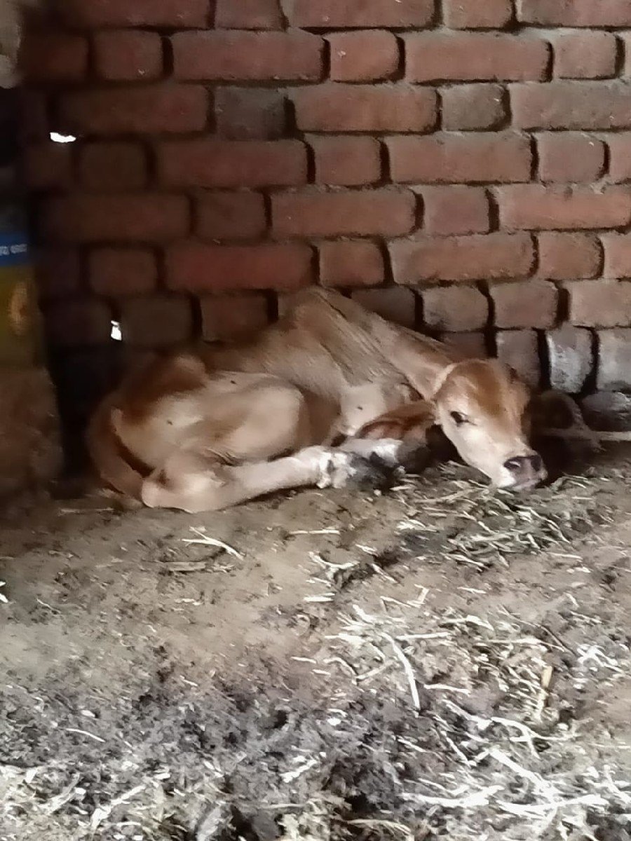 ગાય