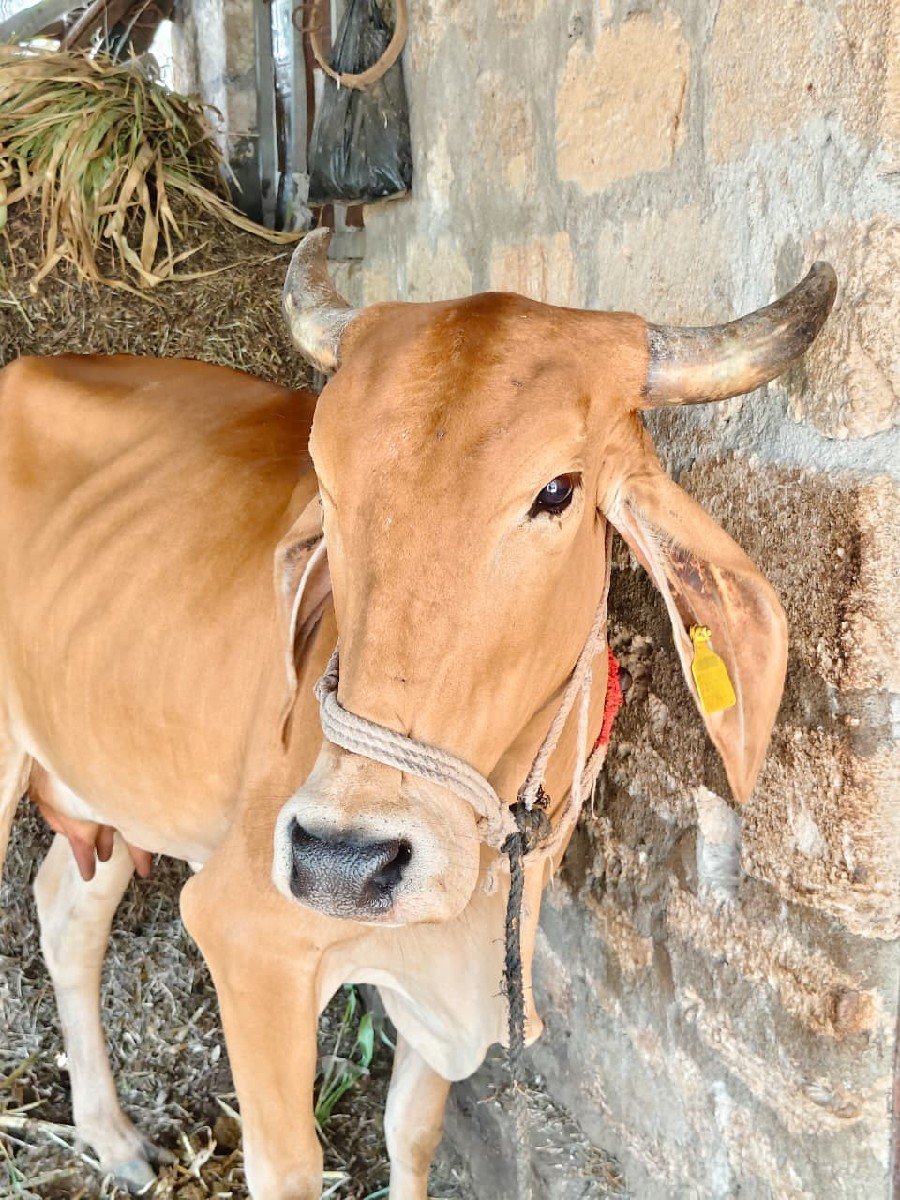 ગાય વેચવાની છે. 2 વેતર છે.