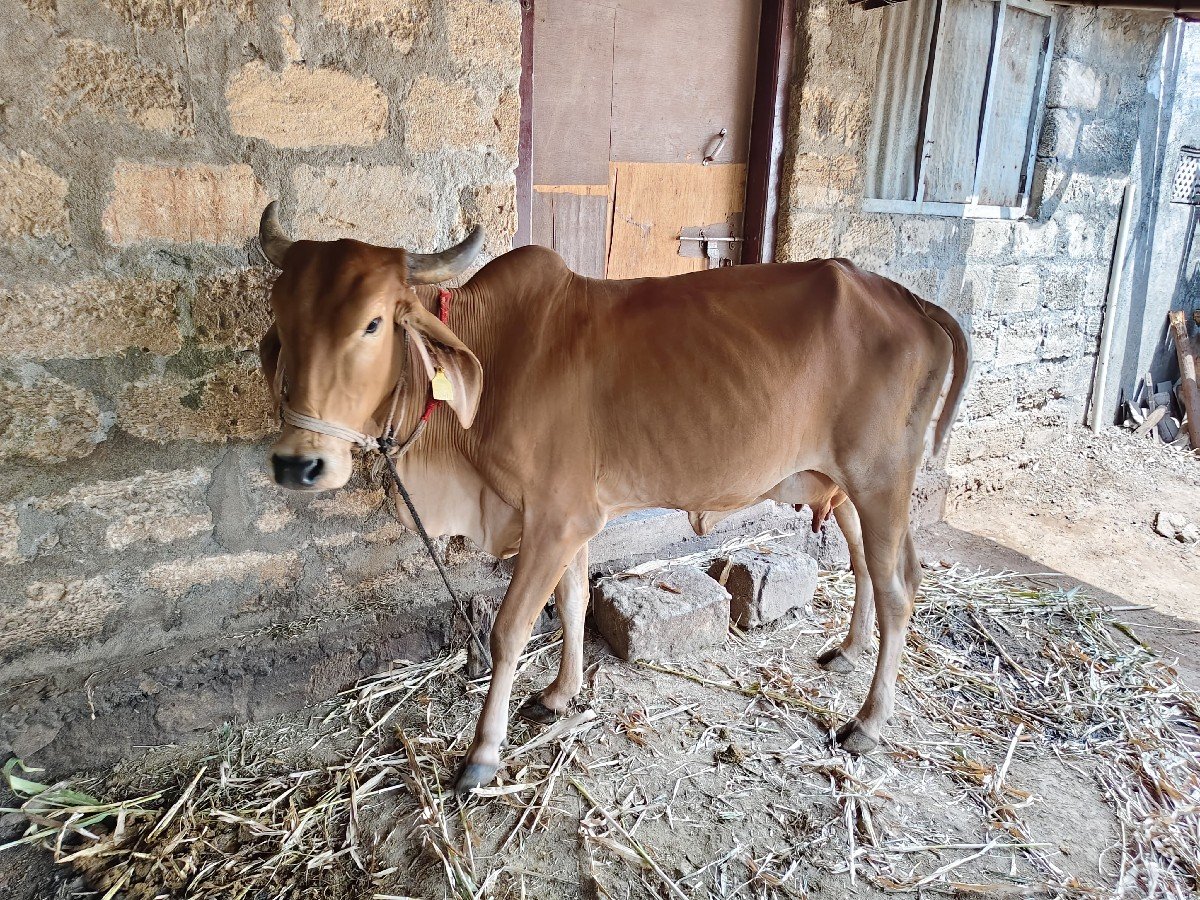 ગાય વેચવાની છે. 2 વેતર છે.