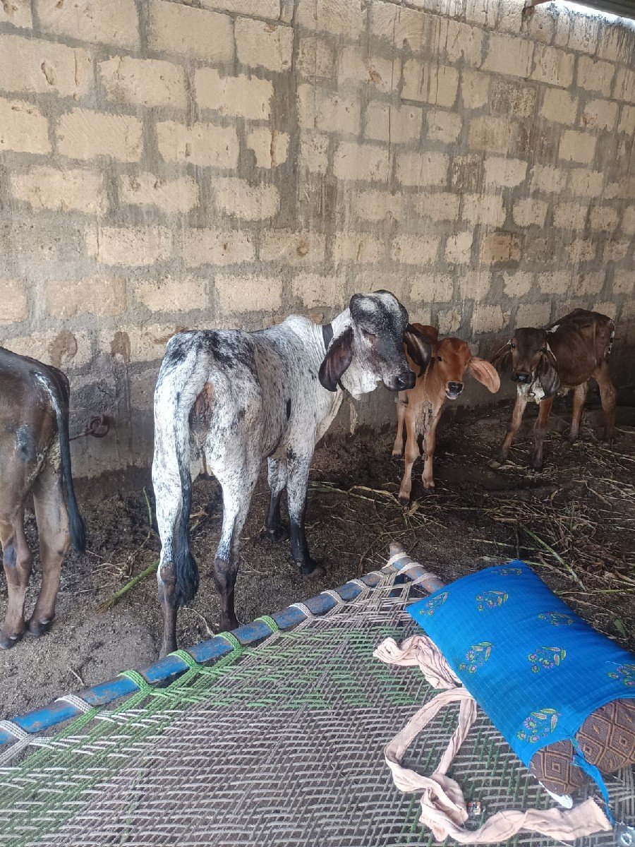 વાસરી બેસવાની સે