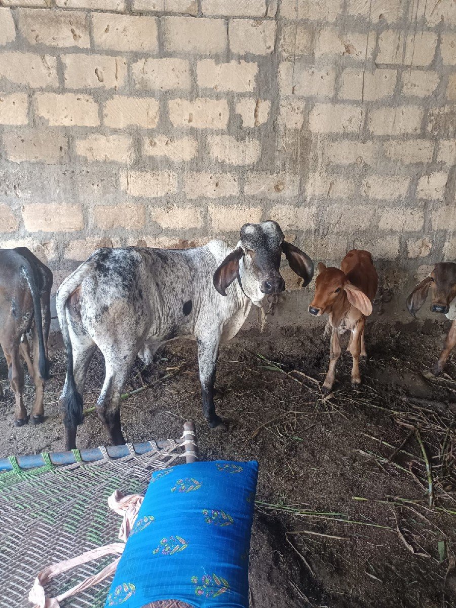 વાસરી બેસવાની સે