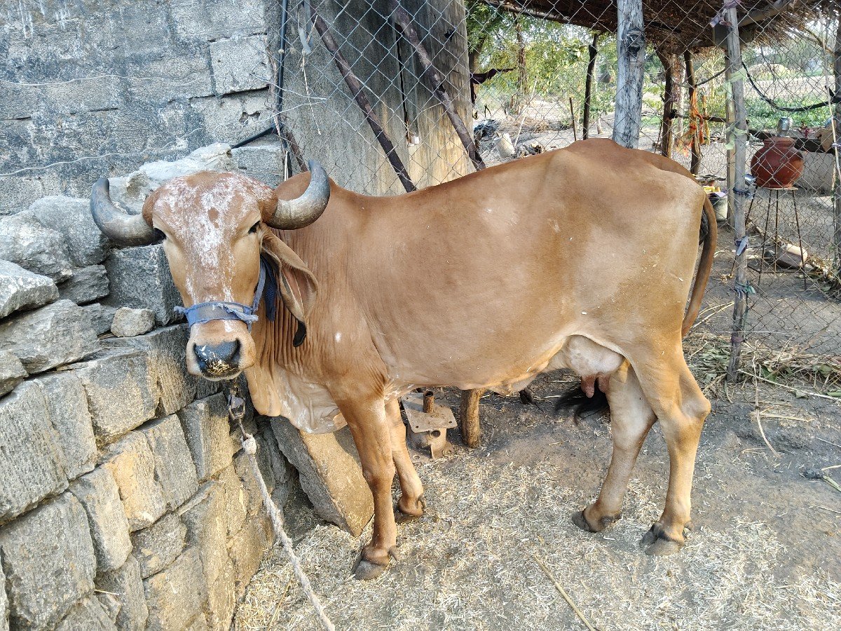 ગાય વેચવાની છે