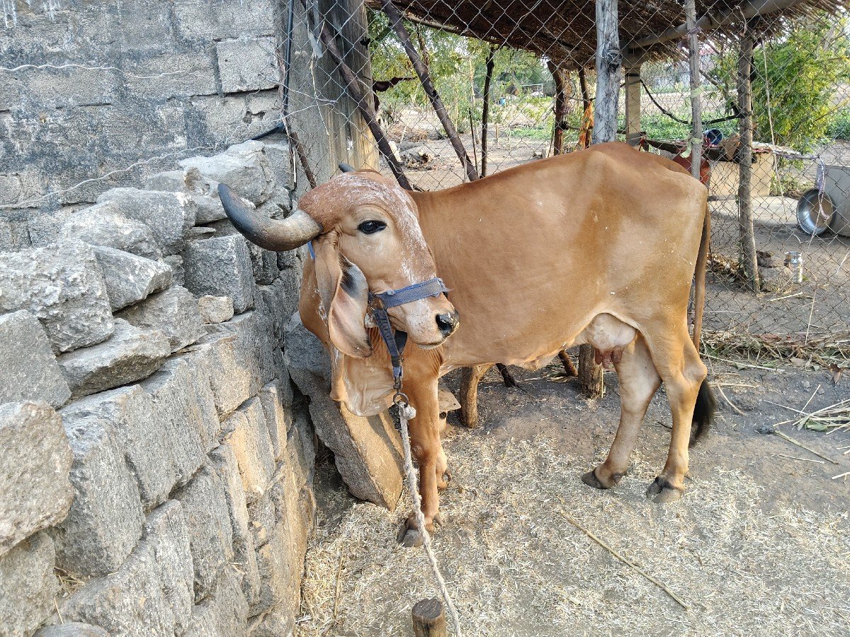 ગાય વેચવાની છે