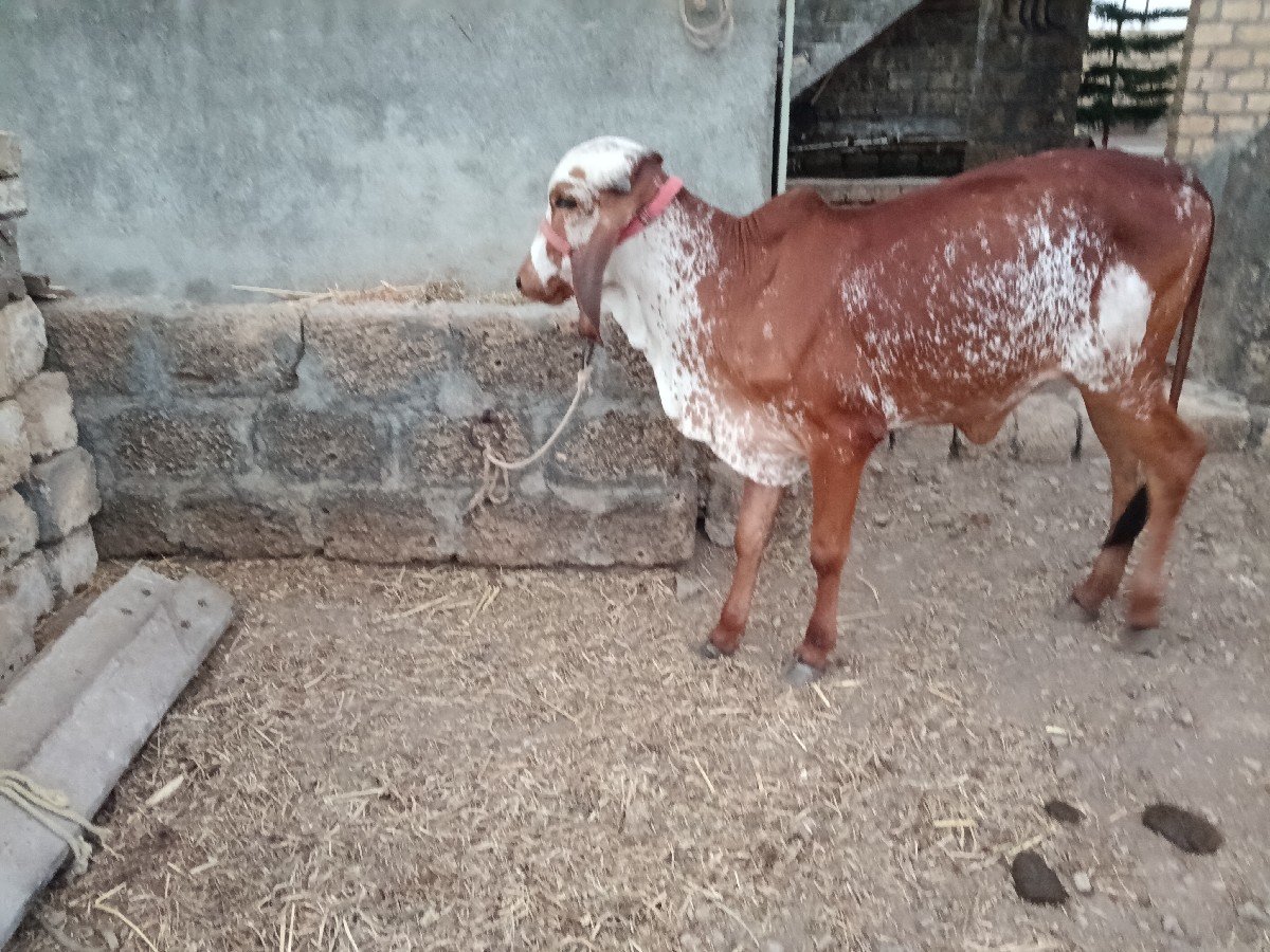 વાછડી વેચવાની છે