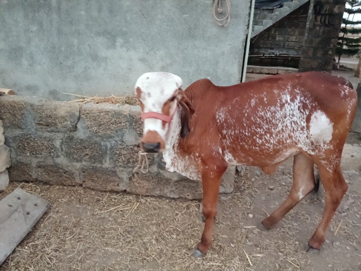 વાછડી વેચવાની છે