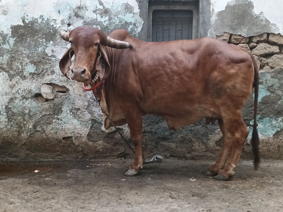 કપિલા ગાય વેચવાની છે