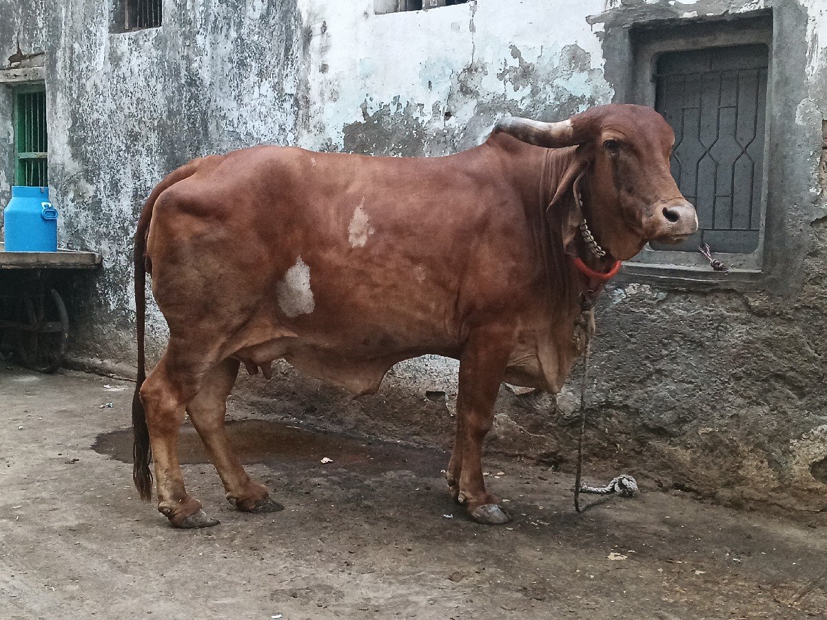 કપિલા ગાય વેચવાની છે