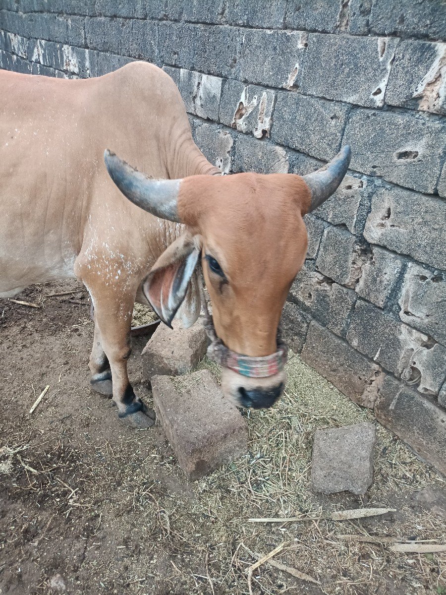 pelu vetar hodki vechvani che