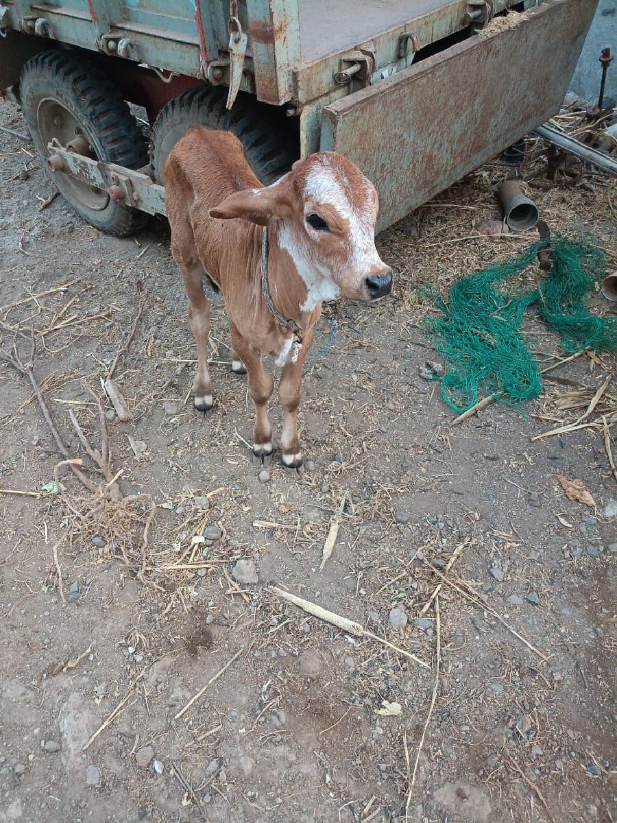 pelu vetar hodki vechvani che