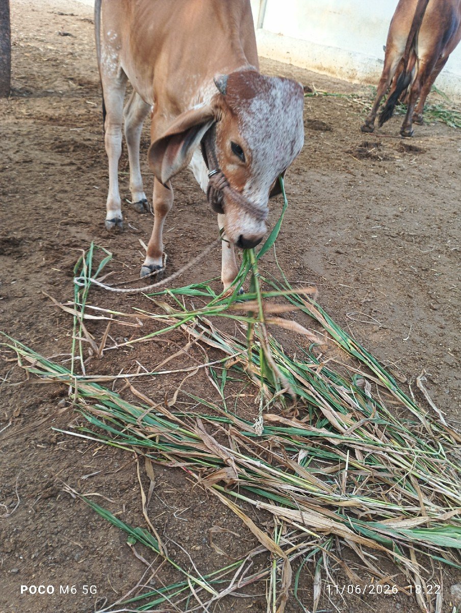 2 vars ni chhe